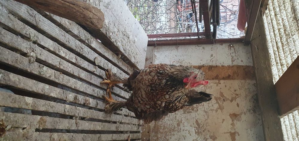 Ouă de găină pentru incubat