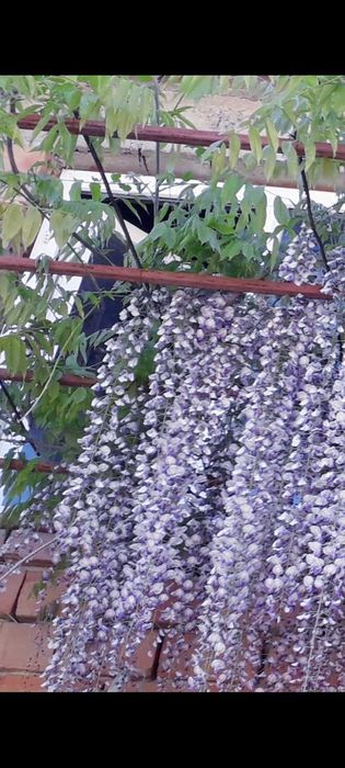 Продавам вкоренени резници на глициния (Wisteria sinensis)