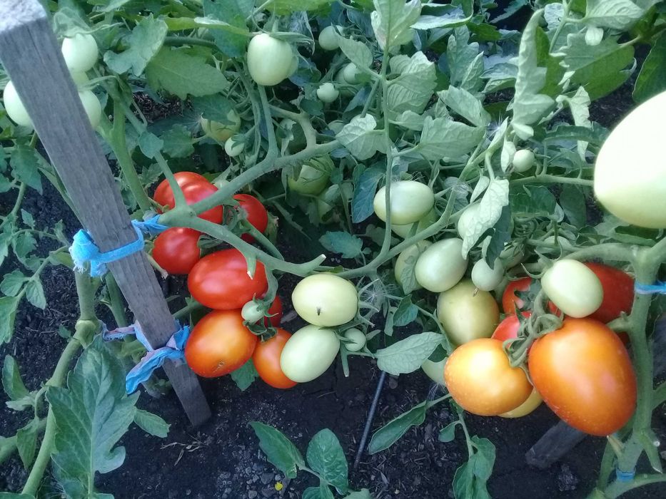Продам домашние помидоры