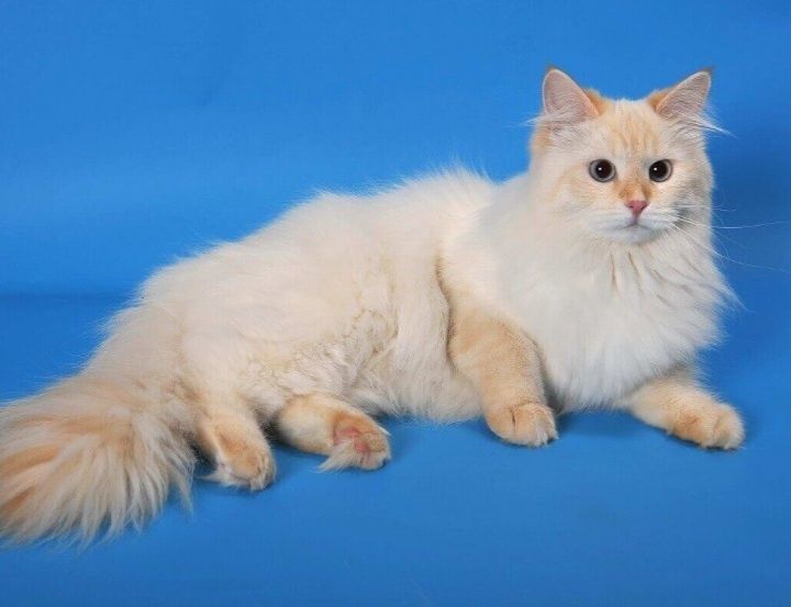 Рэдгол редпоинт котенок 1год 5 мес кастрирован