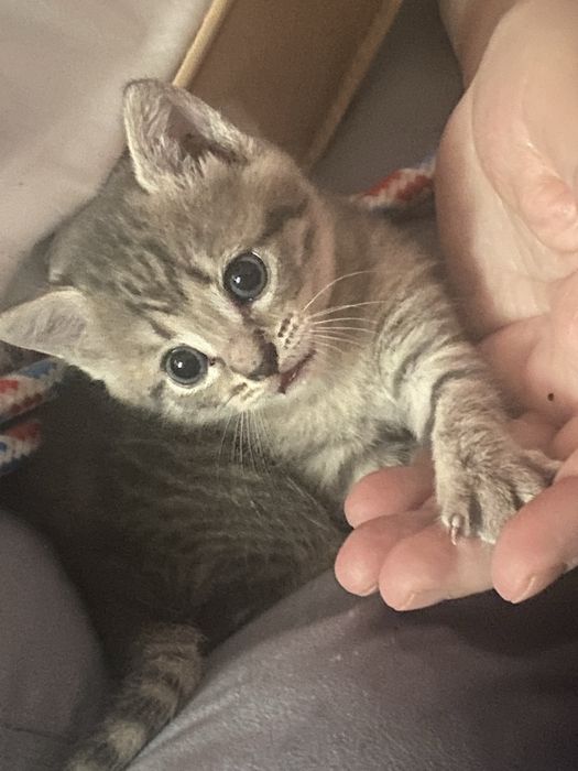 Отдам котят в добрые руки