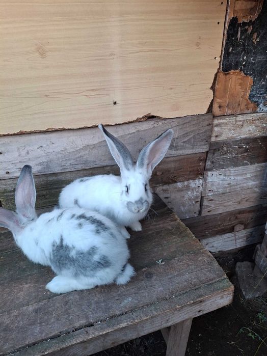 Продавам эайци от добри родители