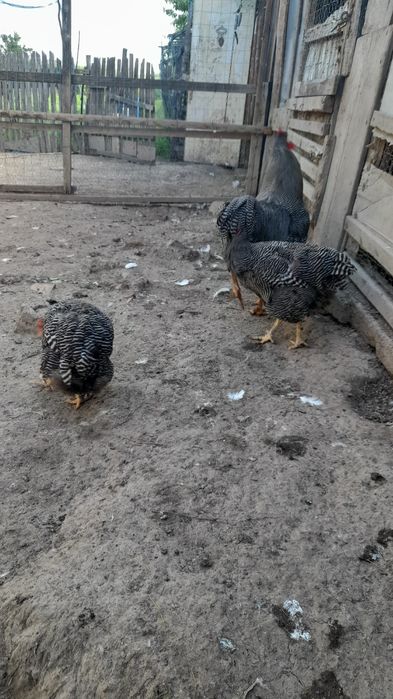 Vhnd 2 gaini si un cocos roc barat cocosu 200 lei si gaina 150 lei