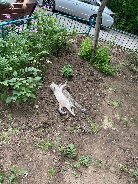 Котенок только в добрые руки