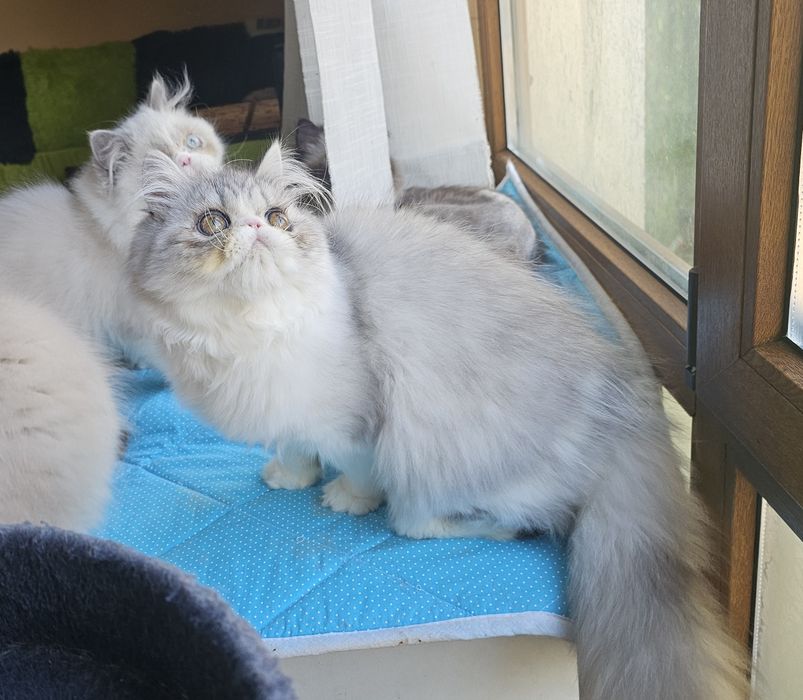 Персийски котенца