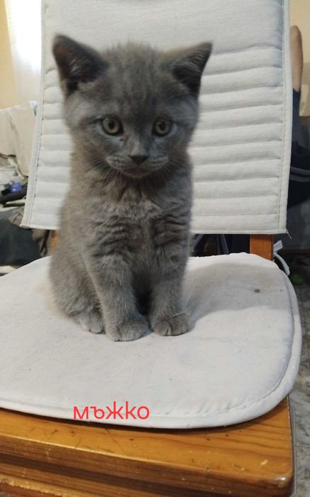 Малки британски котенца