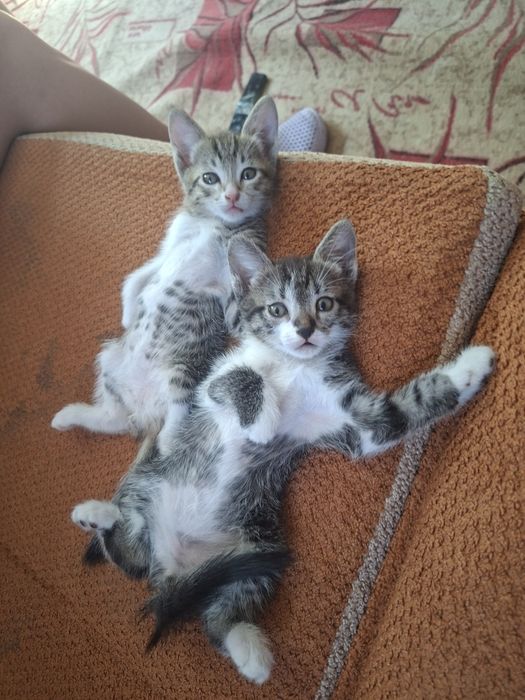Котята в добрые руки.