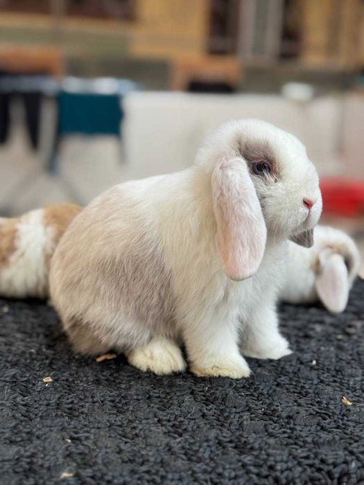 Кроллик Quyon Rebbit