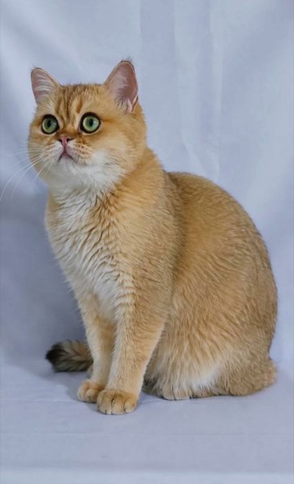 Шотландский кот золотая шиншилла
