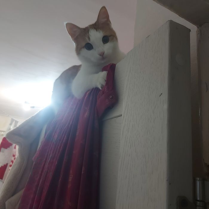 Бесплатно пол девушка