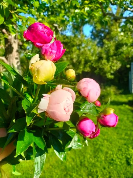 Пионы в бутонах, 9 шт