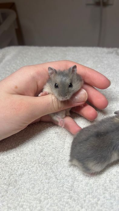 Джунгарские хомяки