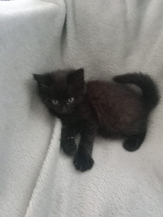 Отдам котят  в добрые руки