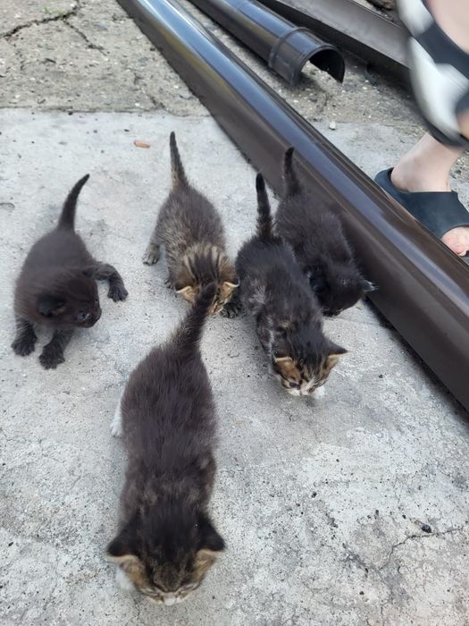 Котята, мама британская