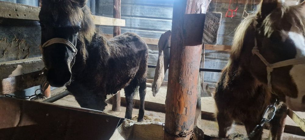 Тайлар сатылады откорумда тұр