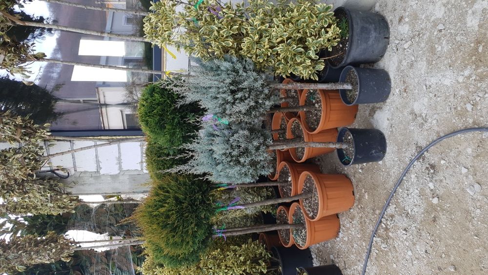 Vindem spirală din Cupresusochiparis leylandy de mai multe dimensiuni