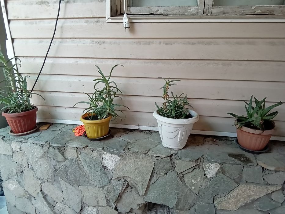 Комнатные цветы а горшках