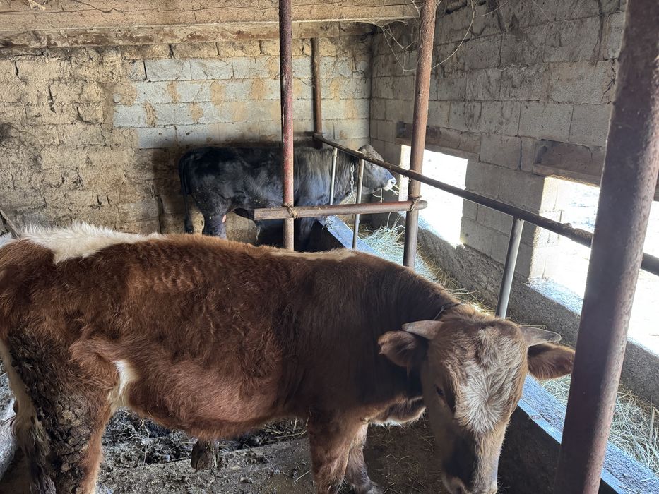 Продам бычков год и два месяца