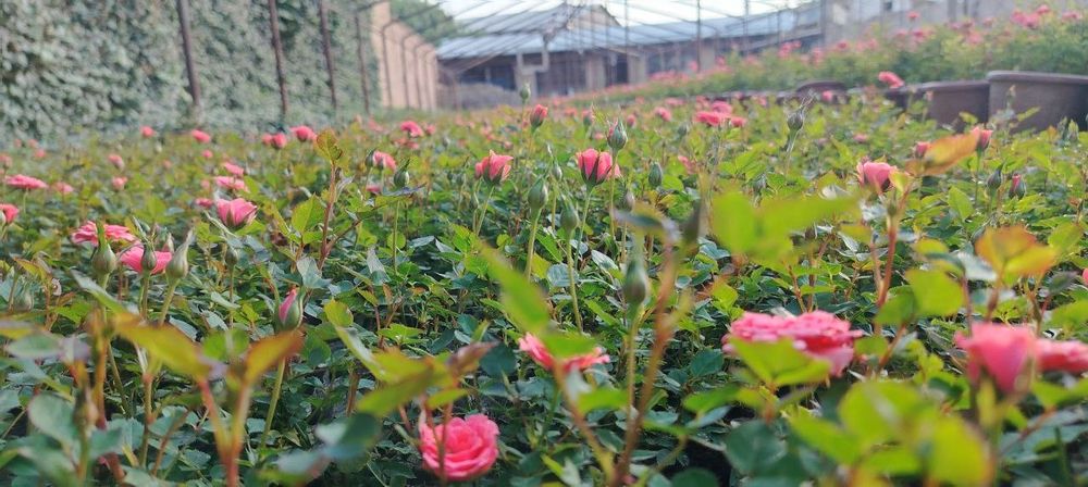 Xar hil turdagi Atirgullar Pulyush gullari