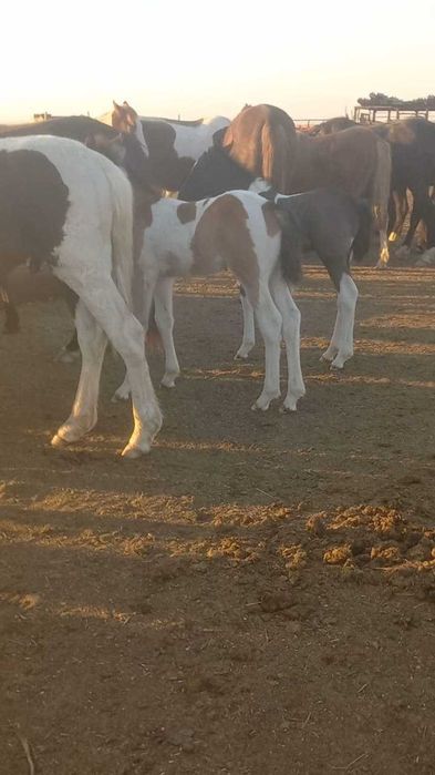 Продам табун лошадей. Кобылы(жерёбые) и жеребец .