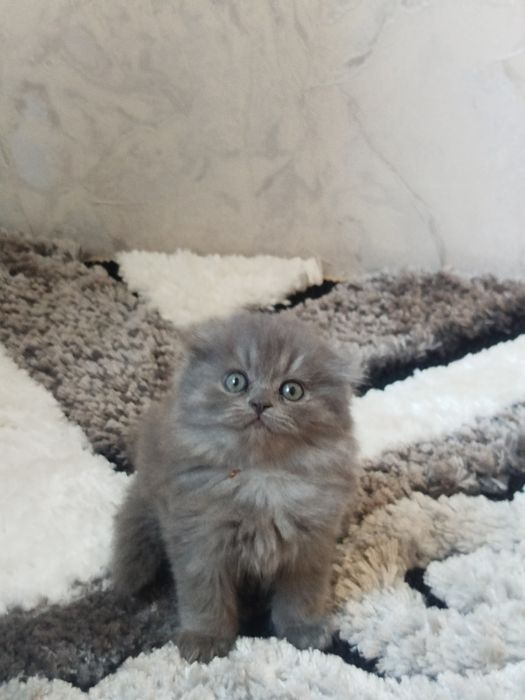 Mushukcha sotiladigon