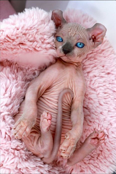 Котенца сфинкс елф