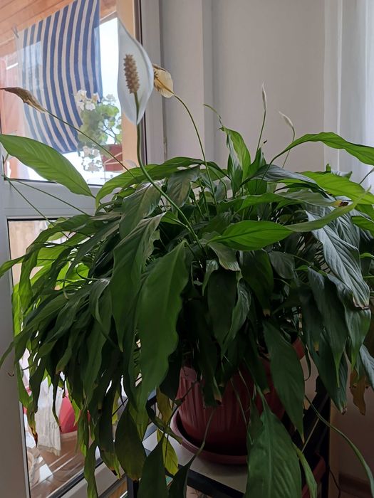 Спатифилум на 20 години