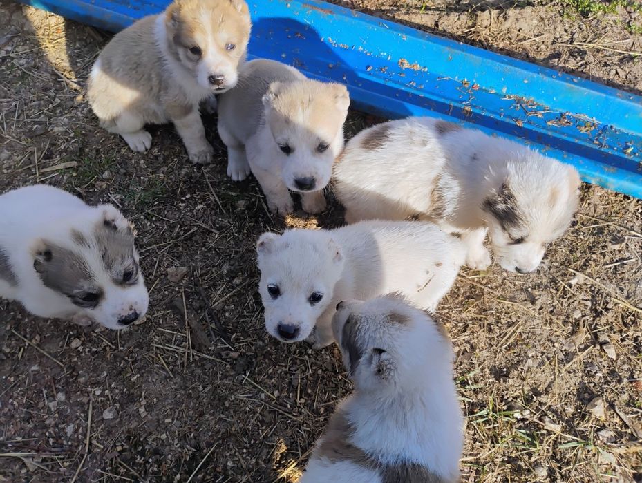 Породисти кученца