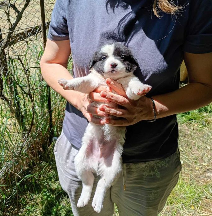 Ofer spre adoptie catei 2 luni, talie medie, oriunde in tara.