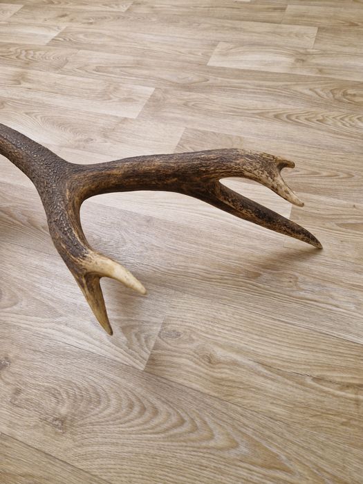 Масивен рог от елен