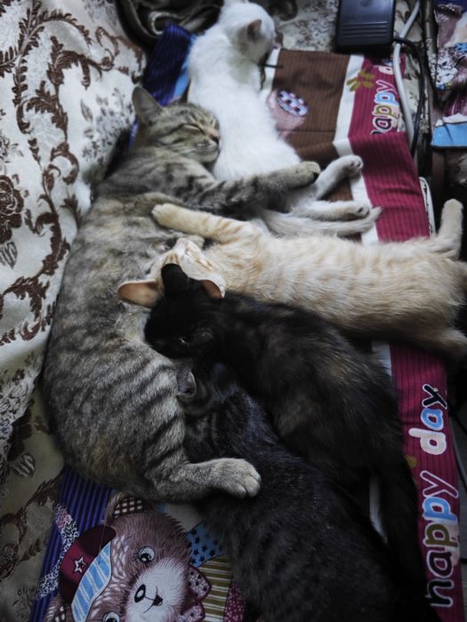 Отдам котят в хорошие руки