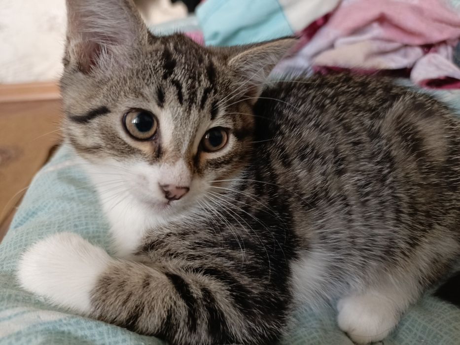 Котята в добрые руки