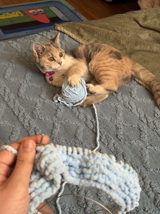 Кошка в добрые руки