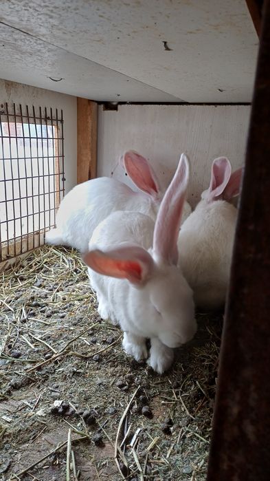 В продаже самцы фландр