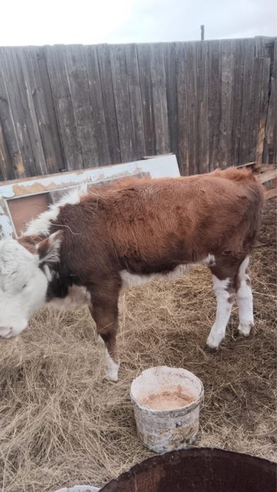Продам корову с теленком