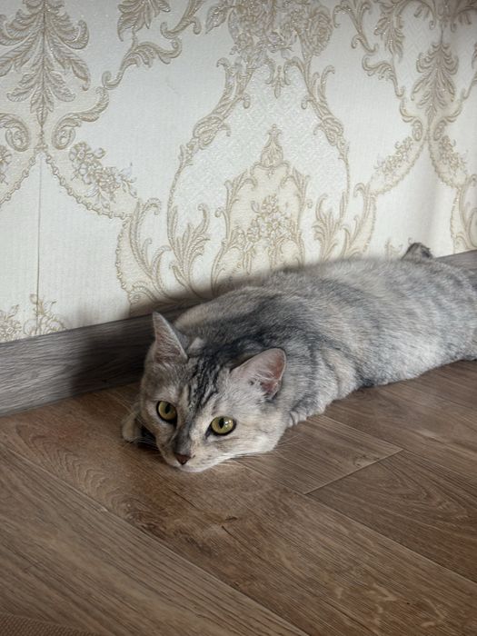 Отдам кошку в добрые руки