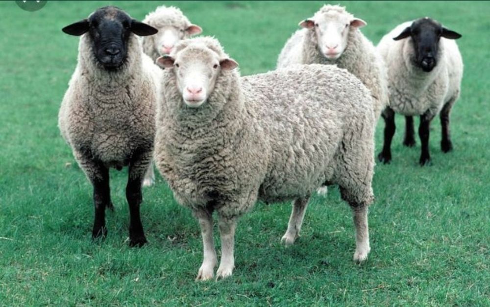 Баран токтушки продаю Г.АЛМАТЫ