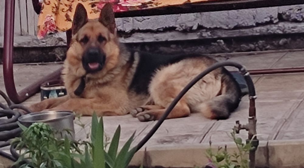 Вязка немецкая овчарка