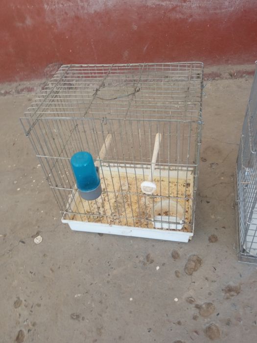 Qafas, chertmala xammasini bittada sotaman.