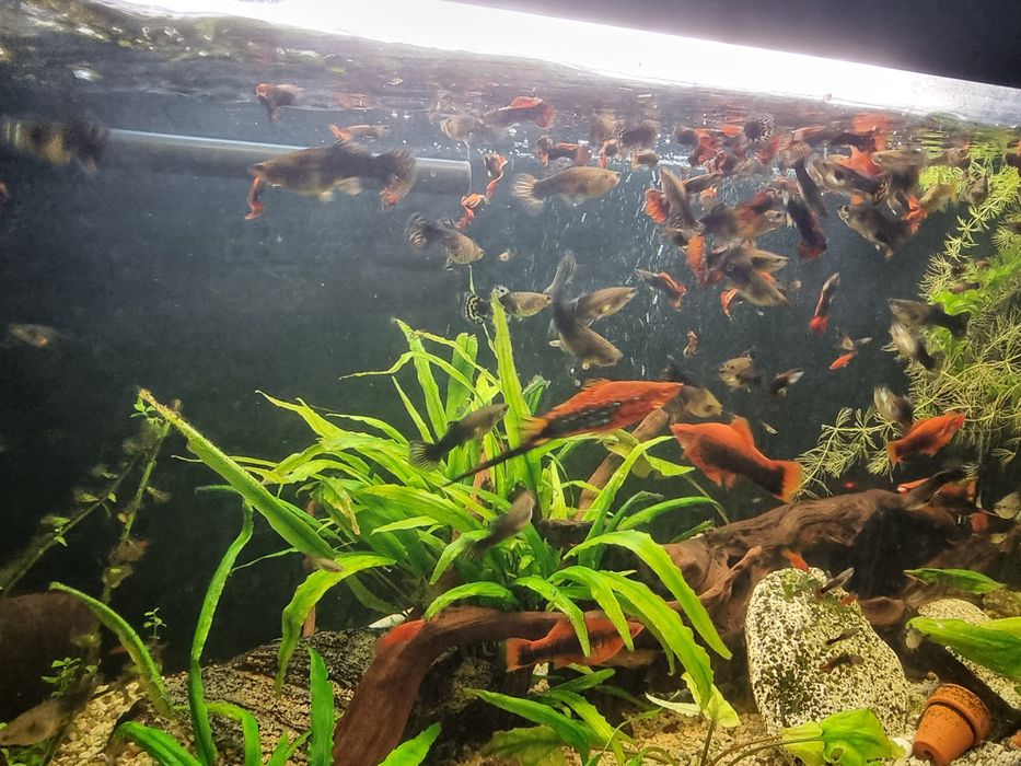 Vand pesti acvariu guppy,xifo