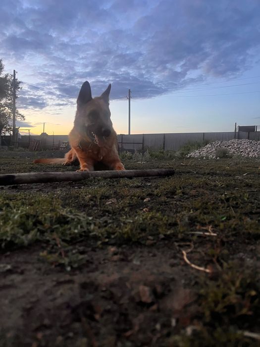 Собака в хорошие руки