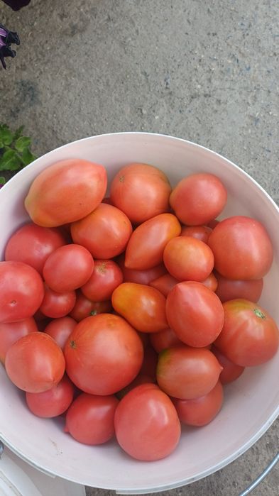 Продам помидоры на засолку
