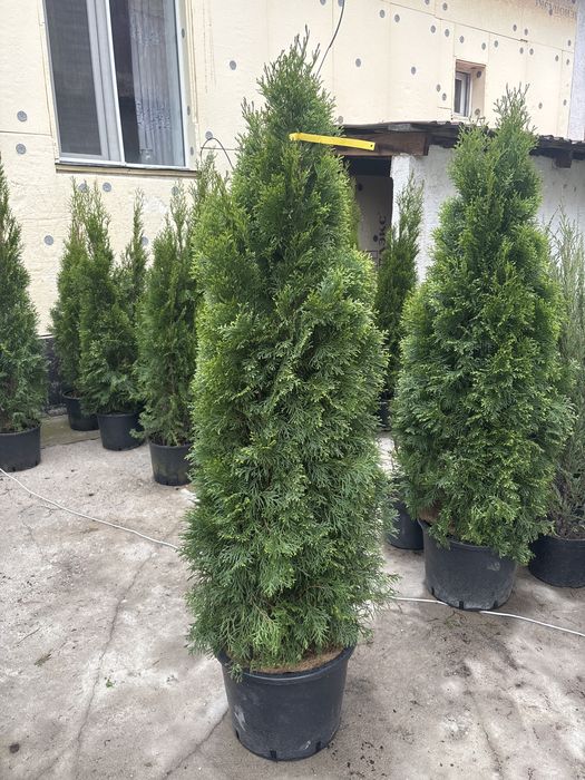 Туя Смарагд — Видео-выбор