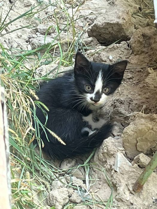 Отдаём в добрые руки котят