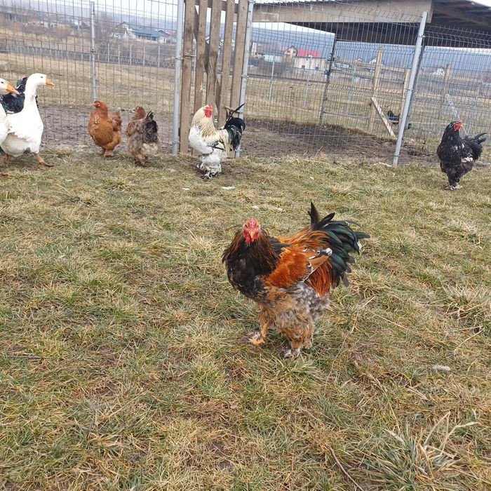 Brahma - oua pentru incubat