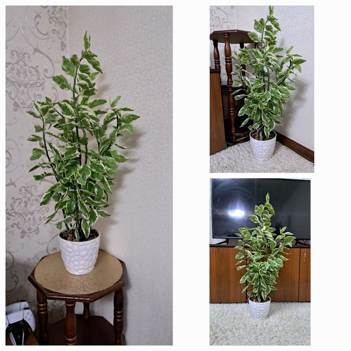 Комнатные  цветы