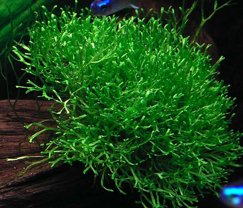 Аквариумный Мох ричия
