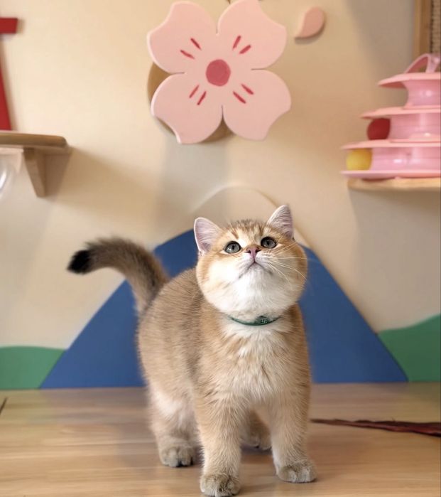 Британские котята шиншиллы