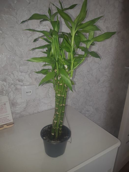 Бамбук продам. 55см