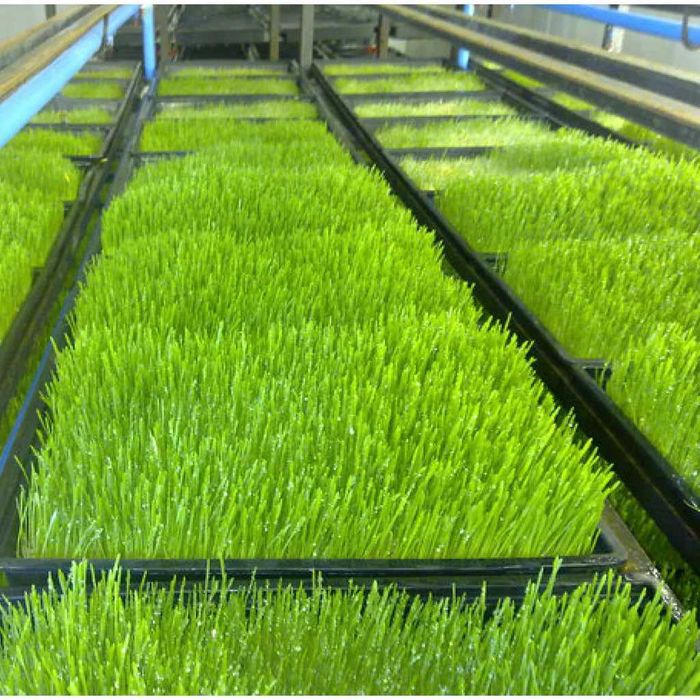 Продажа высококачественного гидропонного корма для скота (Только опт)!